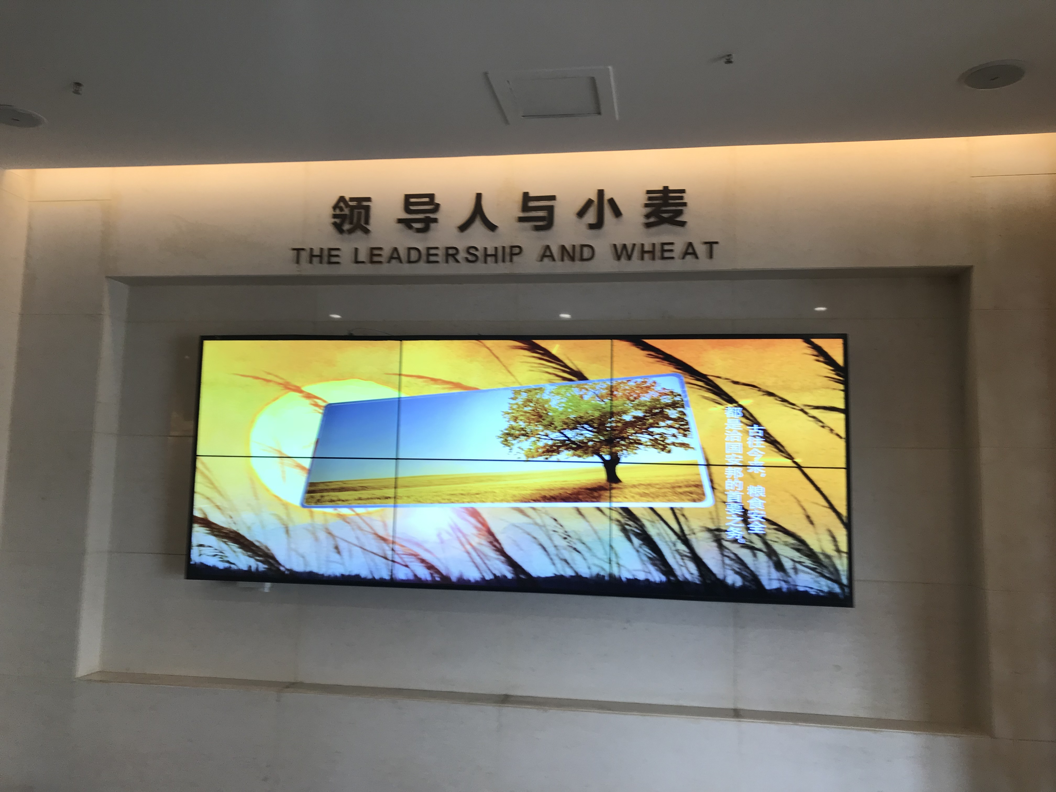 温县小麦展厅